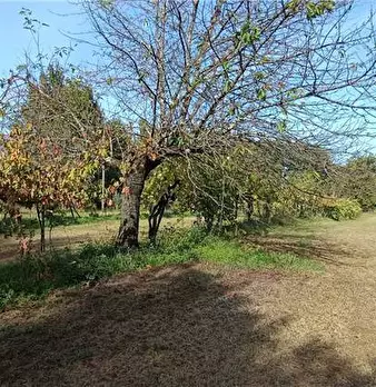 Foto annuncio 14