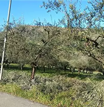 Foto annuncio 4