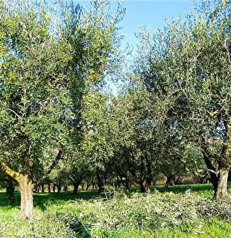 Foto annuncio 5