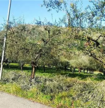 Foto annuncio 7