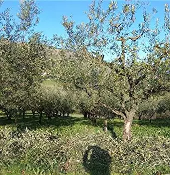 Foto annuncio 8