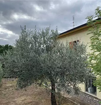 Foto annuncio 19