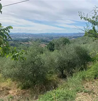 Foto annuncio 35