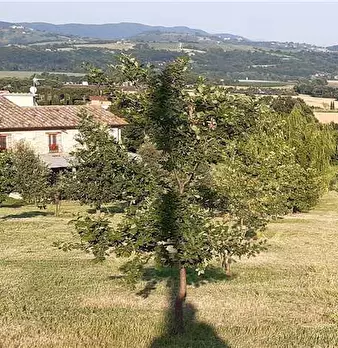 Foto annuncio 5