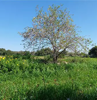 Foto annuncio 10