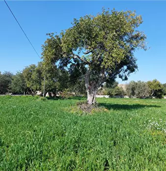 Foto annuncio 2