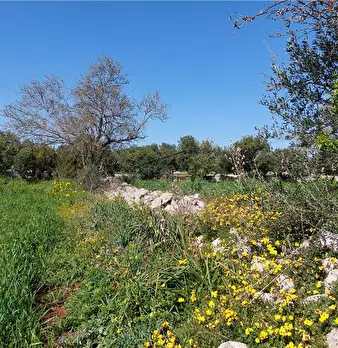 Foto annuncio 5