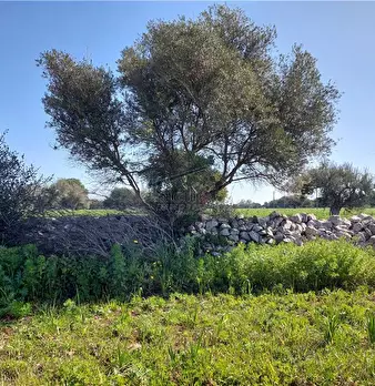 Foto annuncio 7