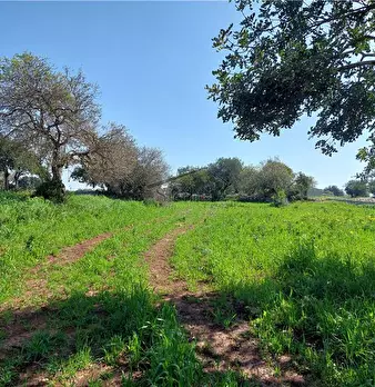 Foto annuncio 9