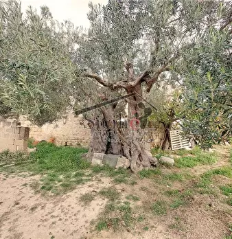 Foto annuncio 9