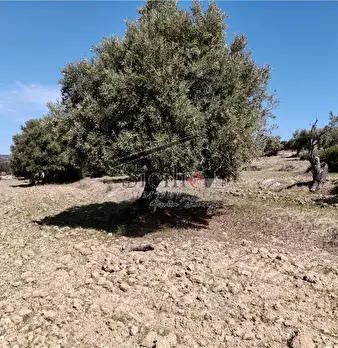 Foto annuncio 4