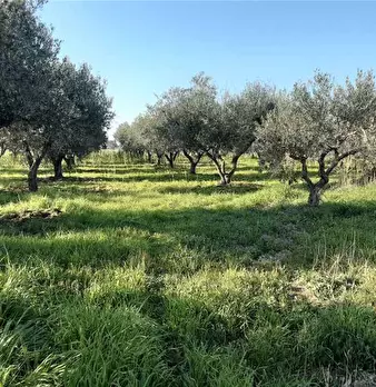 Foto annuncio 5