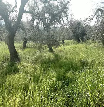 Foto annuncio 4
