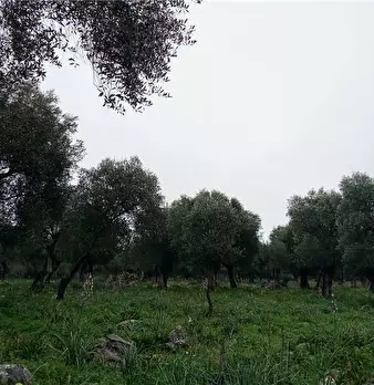 Foto annuncio 3