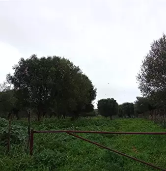 Foto annuncio 5
