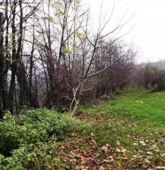 Foto annuncio 7