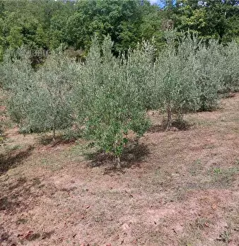 Foto annuncio 20