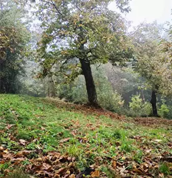 Foto annuncio 28