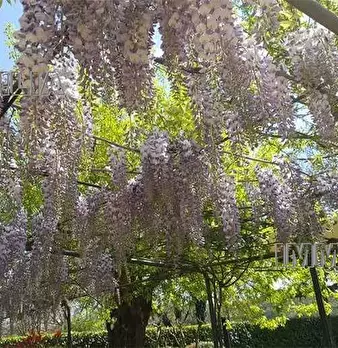 Foto annuncio 30