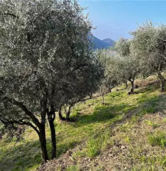 Foto annuncio 8