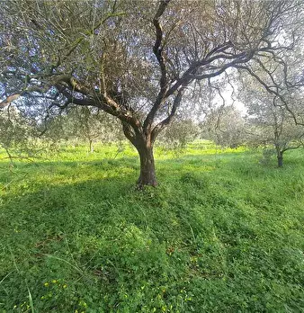 Foto annuncio 4