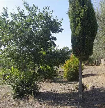 Foto annuncio 5
