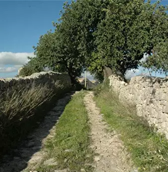 Foto annuncio 10