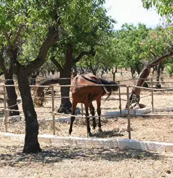 Foto annuncio 3