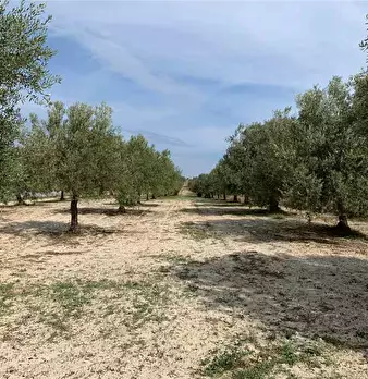 Foto annuncio 2