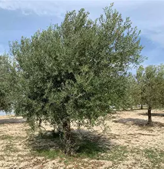 Foto annuncio 4