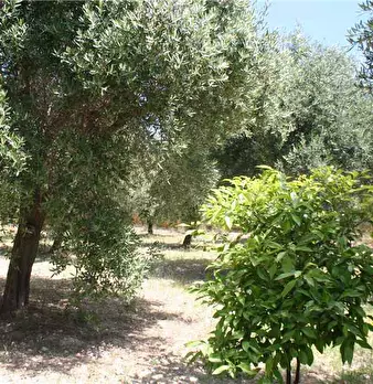 Foto annuncio 3