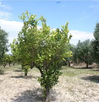 Foto annuncio 4