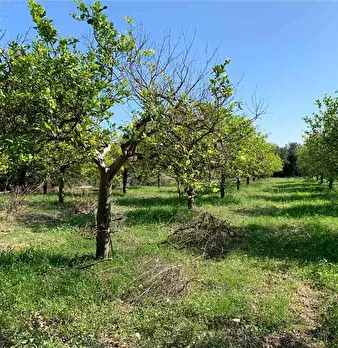 Foto annuncio 6