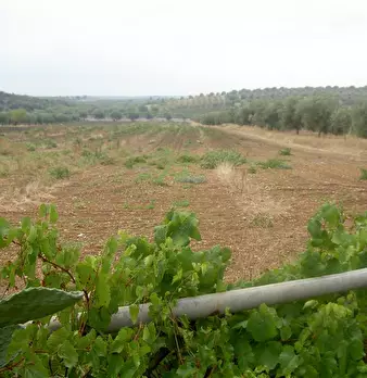 Foto annuncio 12