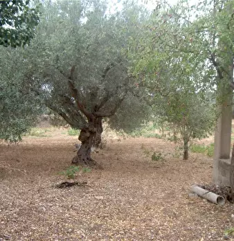 Foto annuncio 6