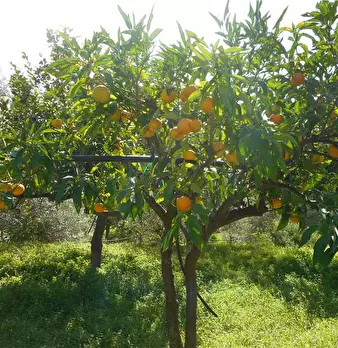 Foto annuncio 6