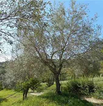 Foto annuncio 7