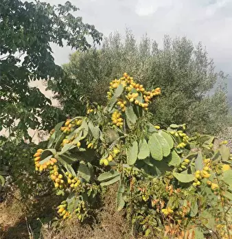 Foto annuncio 10