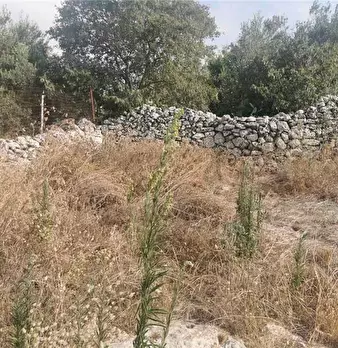 Foto annuncio 7
