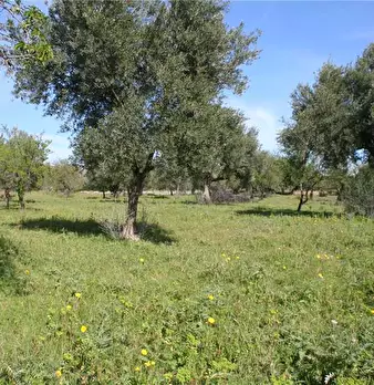 Foto annuncio 4