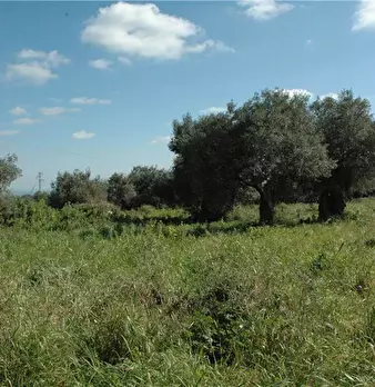 Foto annuncio 11