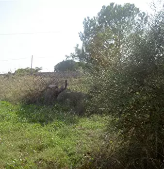 Foto annuncio 5