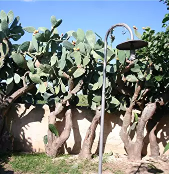 Foto annuncio 8