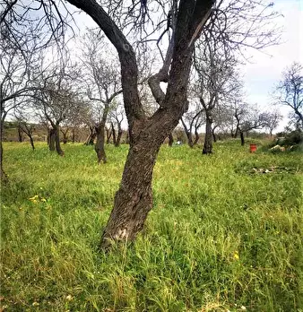 Foto annuncio 12