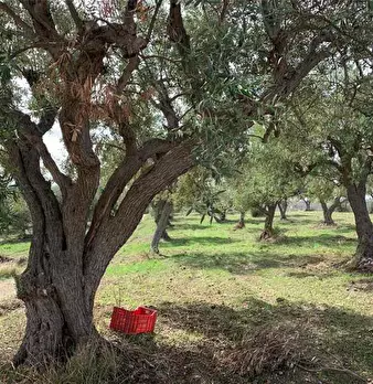 Foto annuncio 11