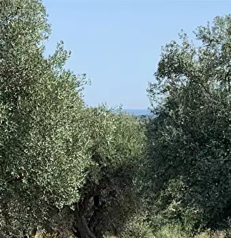 Foto annuncio 14