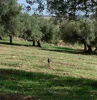 Foto annuncio 3
