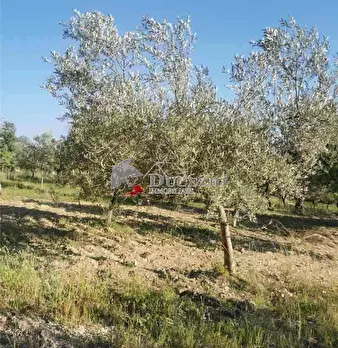 Foto annuncio 10