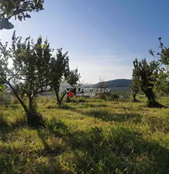 Foto annuncio 6