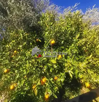 Foto annuncio 7